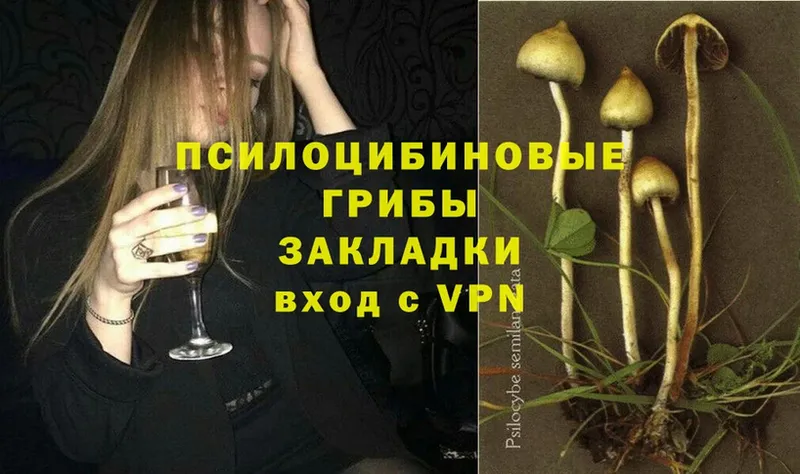 дарк нет какой сайт  Нахабино  Галлюциногенные грибы MAGIC MUSHROOMS 